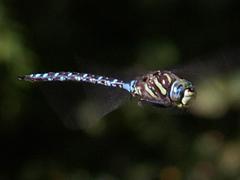 Paddle-tailed Darner